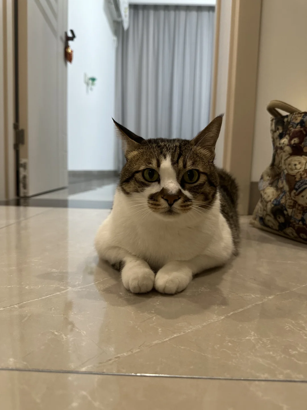 趴