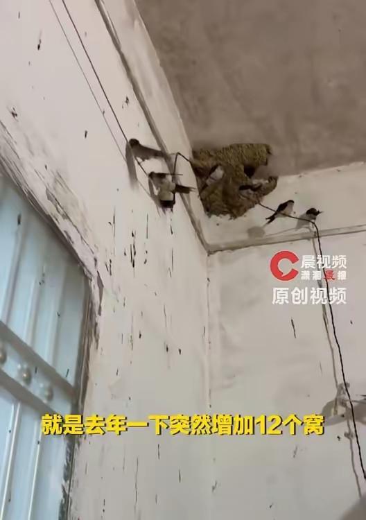湖南邵阳，一位女子家里常年都有燕子来驻窝，而女子也从没也驱赶过它们，不料女子与燕