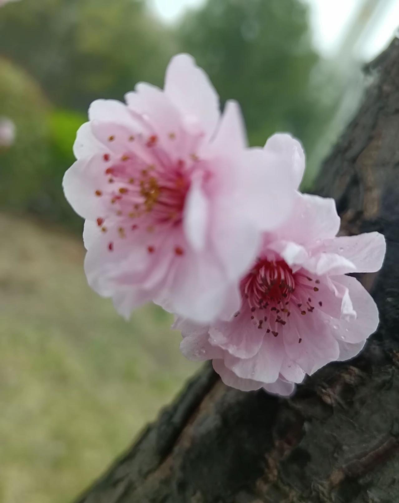 粉瓣含春雨，红蕊映晴光。