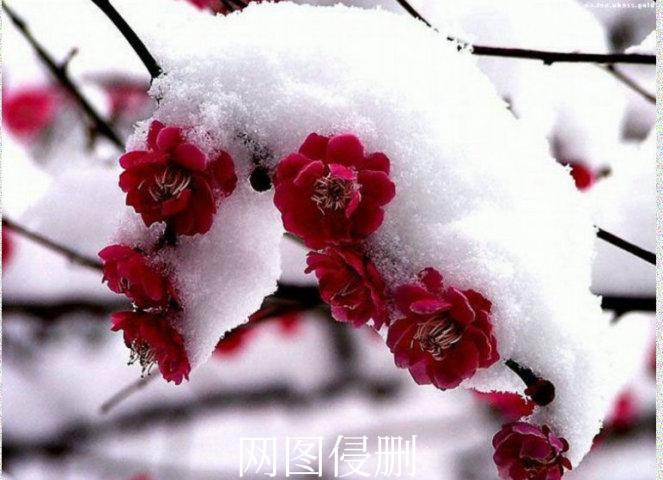 对联邀对。
上联：雪白梅香，梅花斗雪成妙句；
下联：？？？？？
[微风][微风]