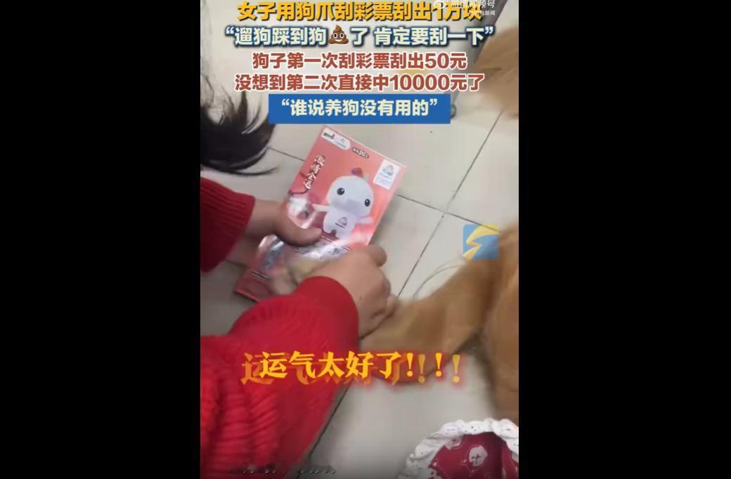 自己养个宠物猫会不会野火给自己带来这样的好运？
近日广东深圳，吴女士遛狗时踩了狗