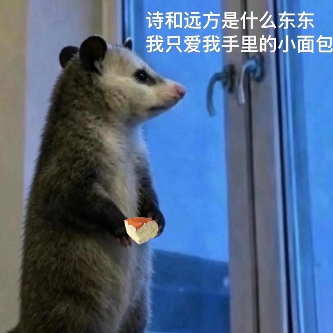 坐窗台上装忧郁一转身翻猪圈去了 