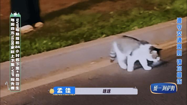 #孟佳路边救被撞小猫情绪崩了# 今日份的感动是孟佳给我们带来的，顾不得夜骑录制和