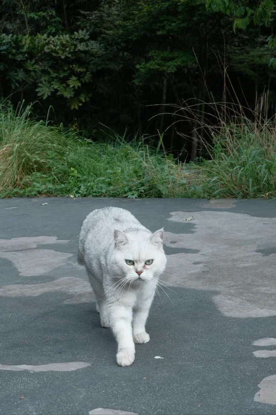 不洗脸也不影响小猫霸气