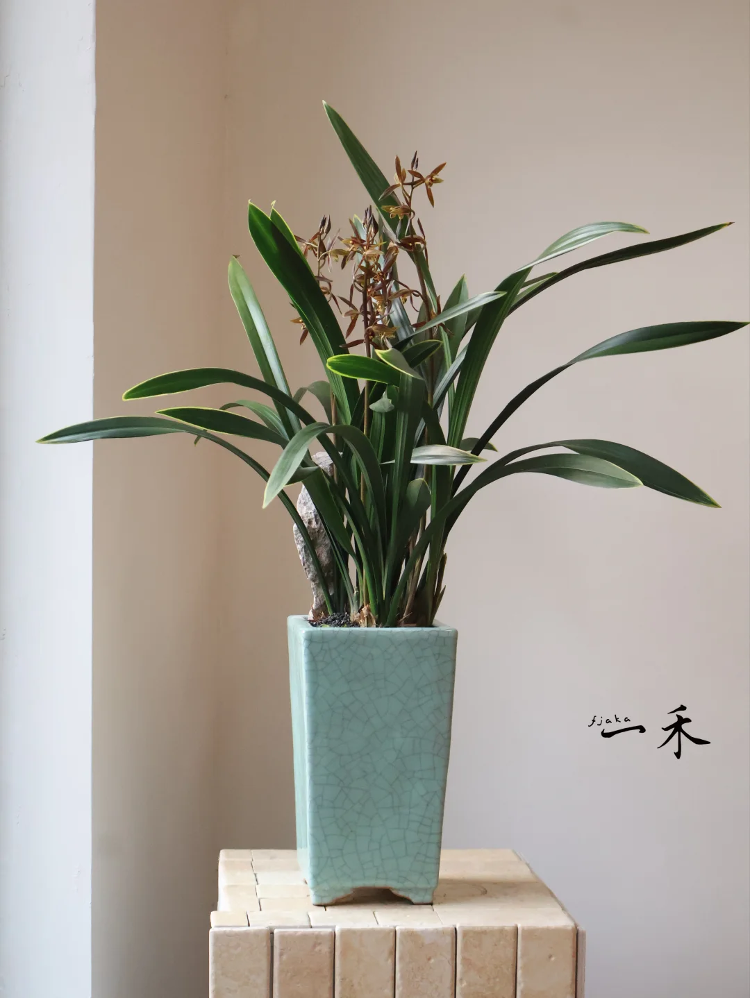 以前不懂欣赏墨兰的美