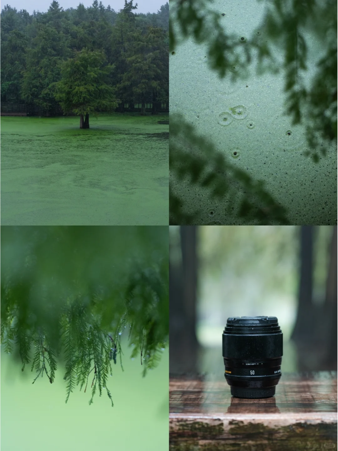 被绿色治愈的阴雨天|AF 50mmF1.4