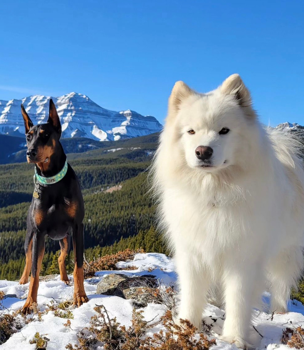 萨摩耶：细狗，准备好跟着本大耶去征服世界了嘛！ 