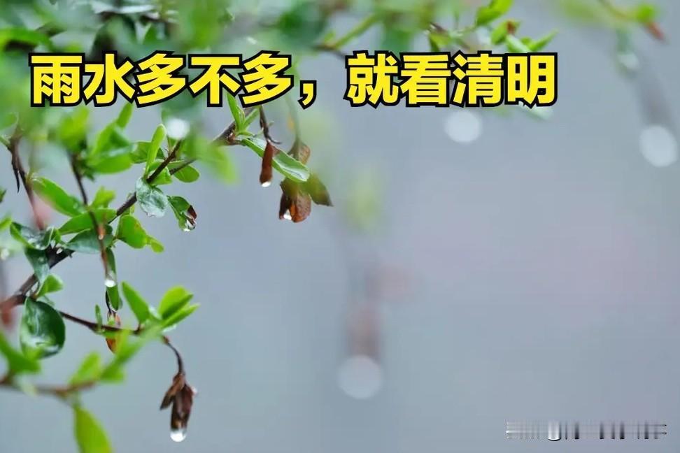 今日清明，老祖宗说“雨多不多，就看清明”，今年春天雨水多吗？

“无花无酒过清明