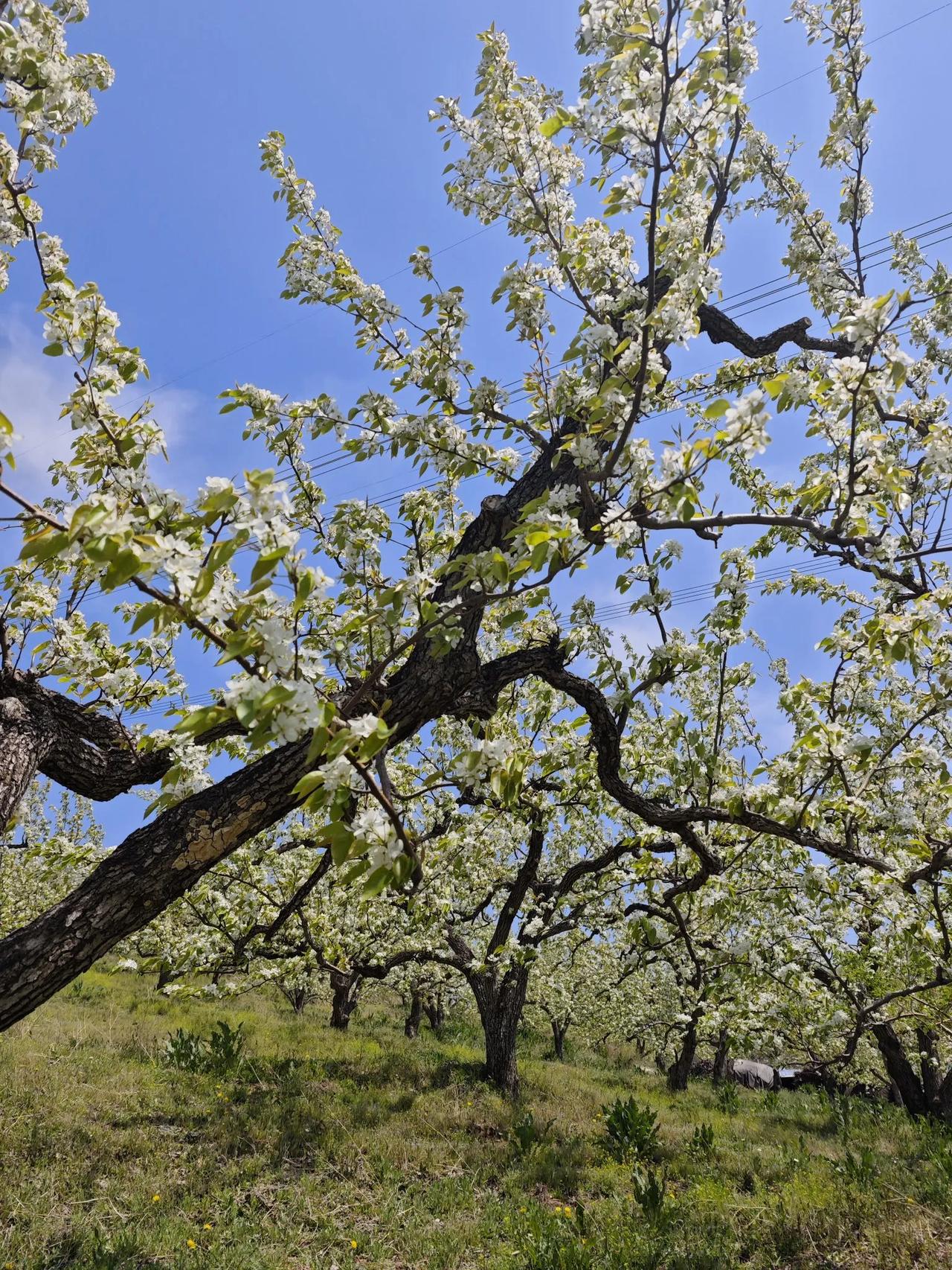 清平乐＊梨花（两首）
              不正经的一首
野菜已老，梨花没
