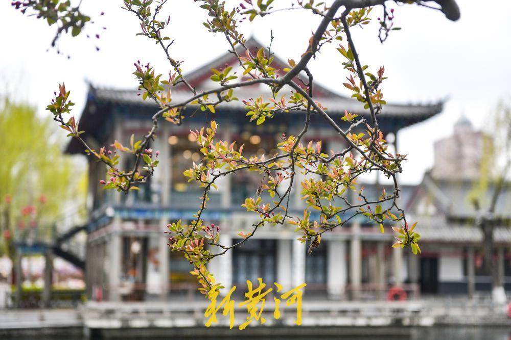 春雨润花待客来，五龙潭樱花节本周六启幕！3月18日，伴着淅淅沥沥的春雨，济南五龙