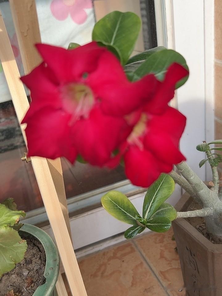 过去春节还很热闹，放鞭炮！现在感觉很冷清，年龄大了，也不愿意去那些花钱的庙会了！