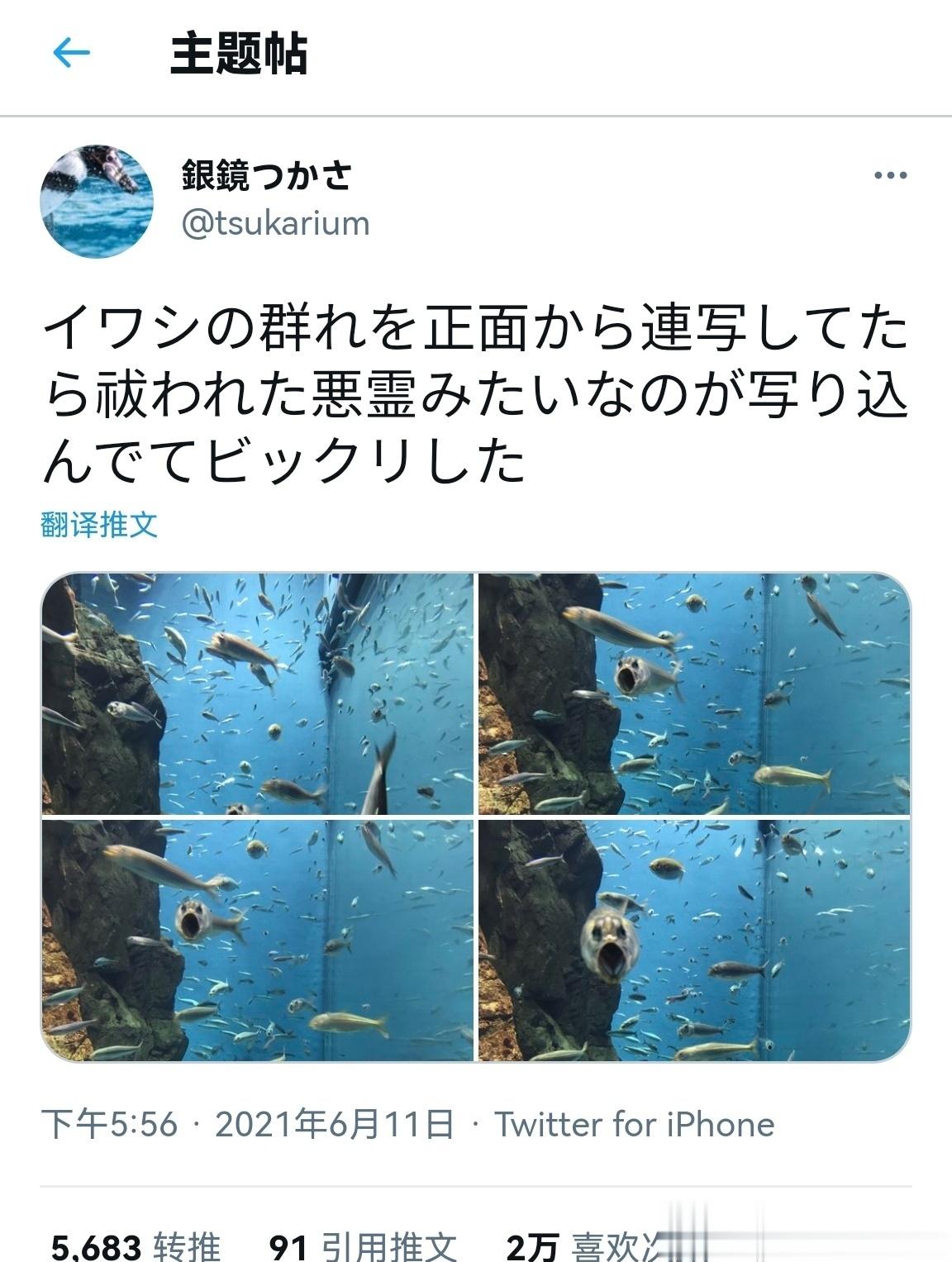 当你从正面拍摄沙丁鱼[允悲] ​​​