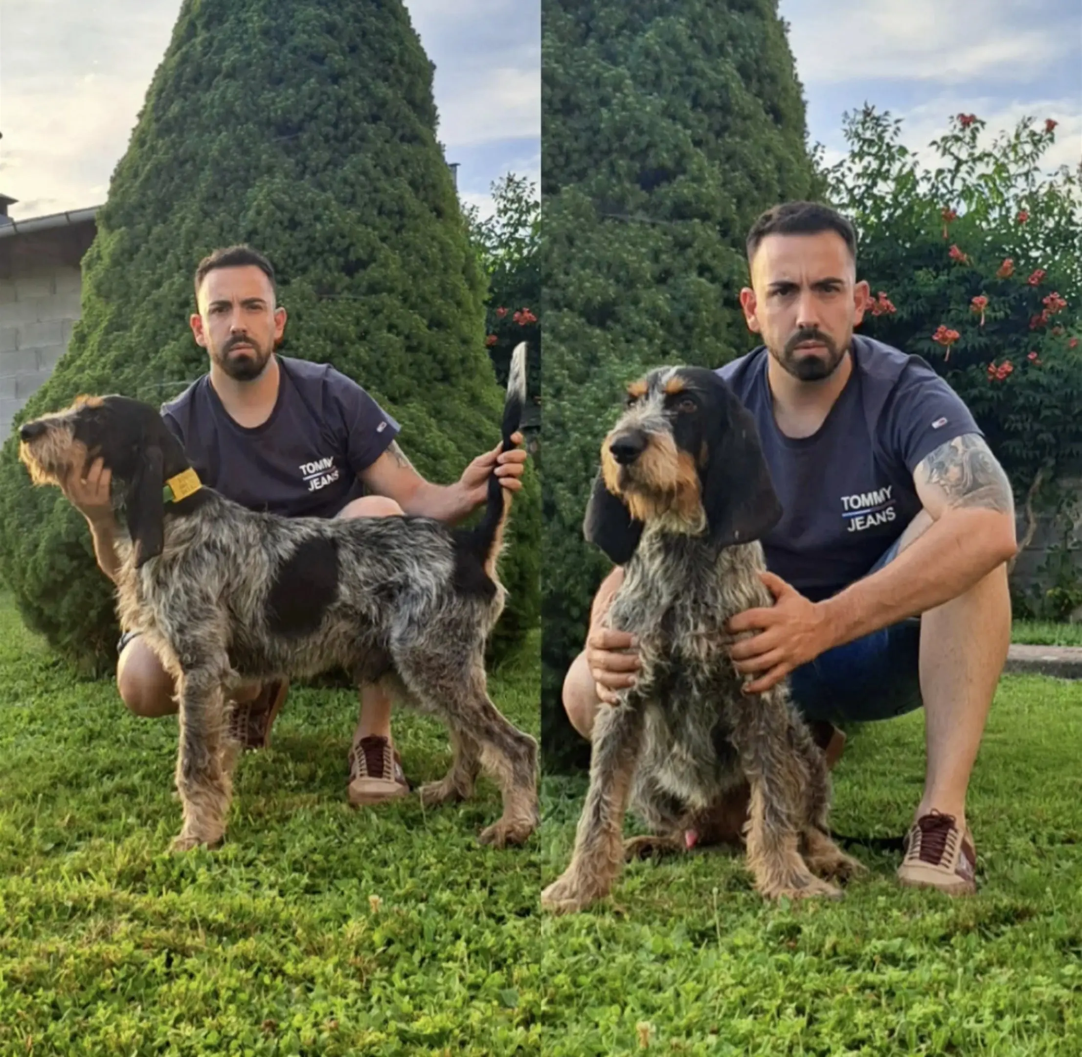 法国🇫🇷加斯科捏蓝色格里芬犬