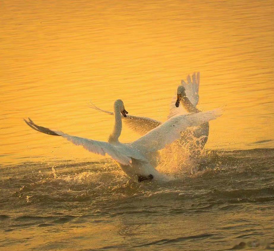 中国汉字博大精深1.兔＋兔＋兔＝ 𠓗（fù）：“奔赴”之意2.鱼+鱼+鱼 = 