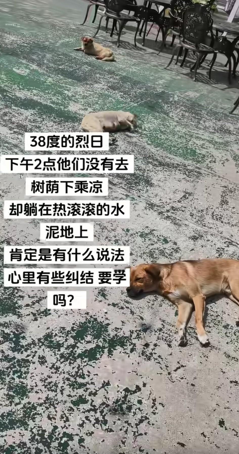 38度的大太阳，下午2点那简直就是“火焰山”现场啊！可有些家伙却不按套路出牌，放