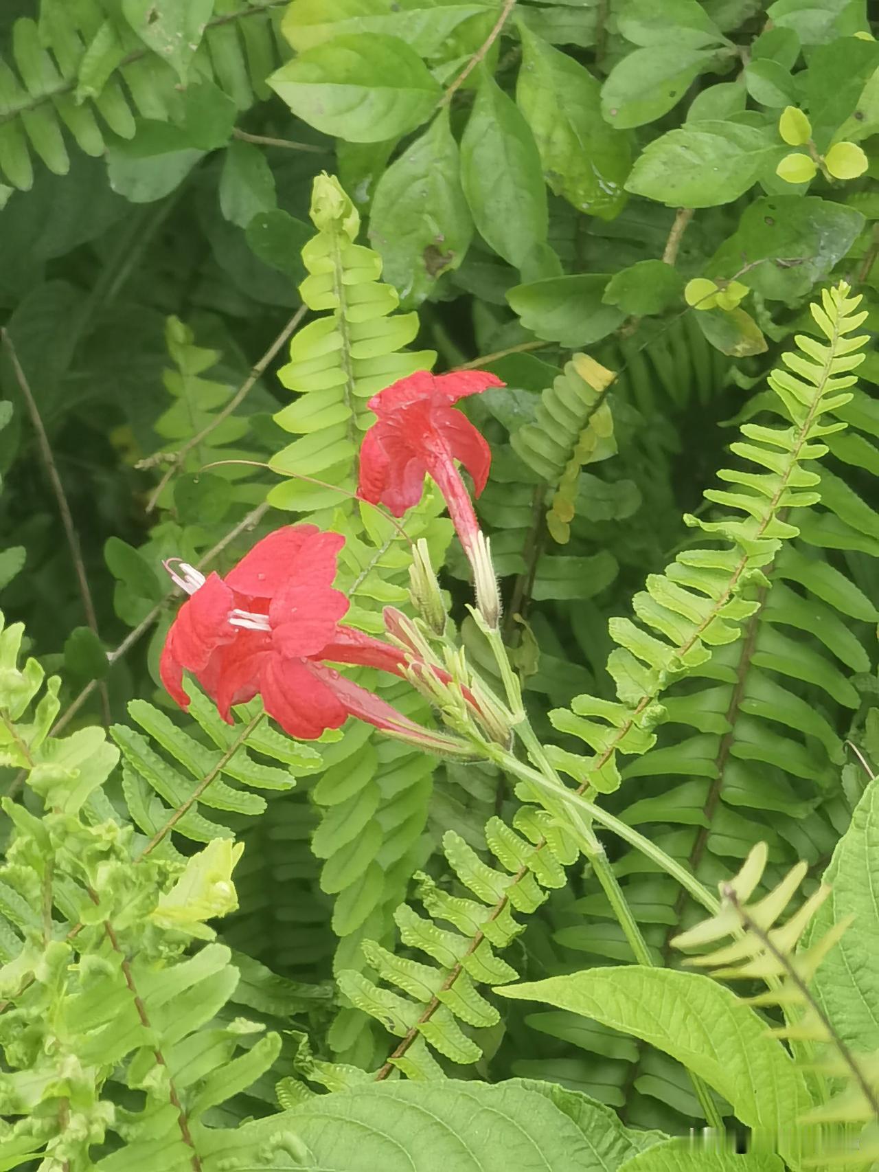 夏日生活打卡季绿叶摇曳，轻舞飞扬，夏日的景象如诗如画，令人留连忘返。