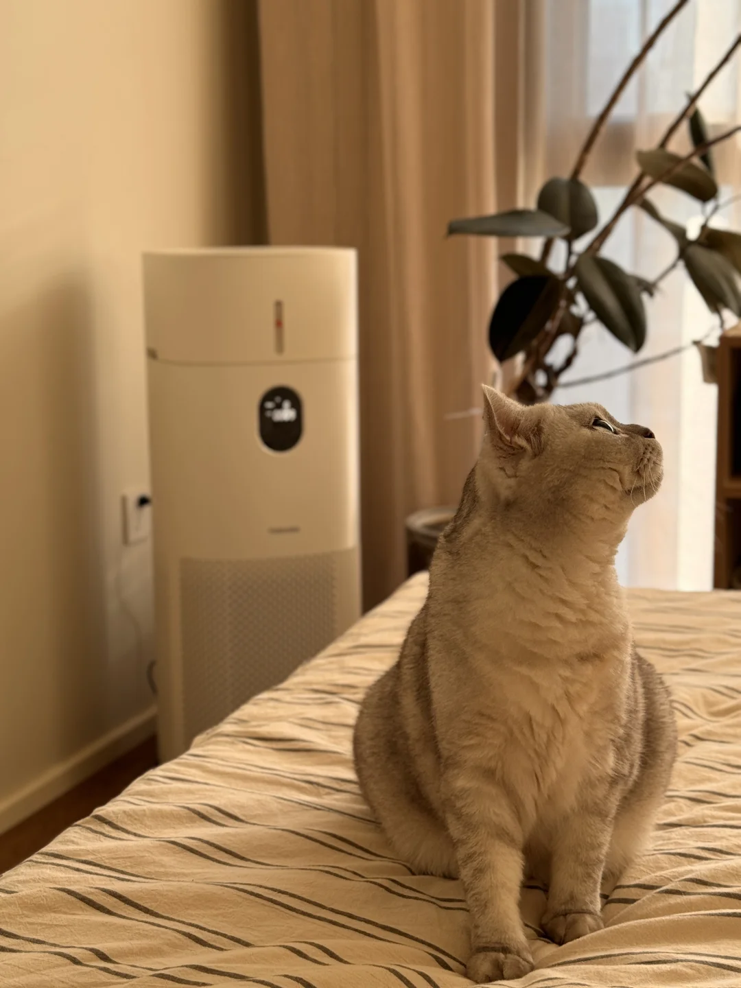 不听劝买的纯西向不通风一居室，现在…