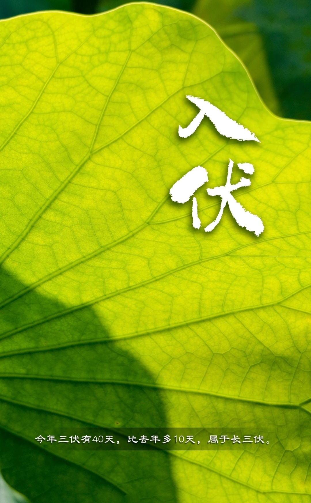 【今天，入伏】今日入伏，三伏大幕正式开启！三伏分为初伏、中伏和末伏，是一年中气温