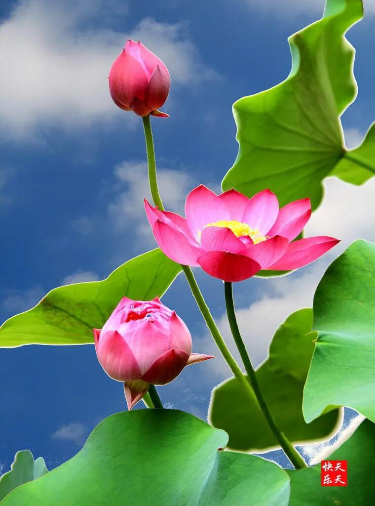 苦瓜瓜苦苦瓜苦，
香莲莲香香莲香。