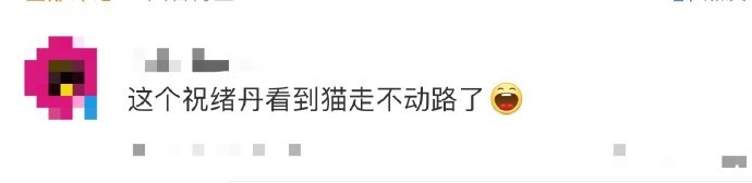 祝绪丹[超话]祝绪丹看到猫走不动路了祝绪丹这波撸猫名场面必须反复观看！谁能拒绝一