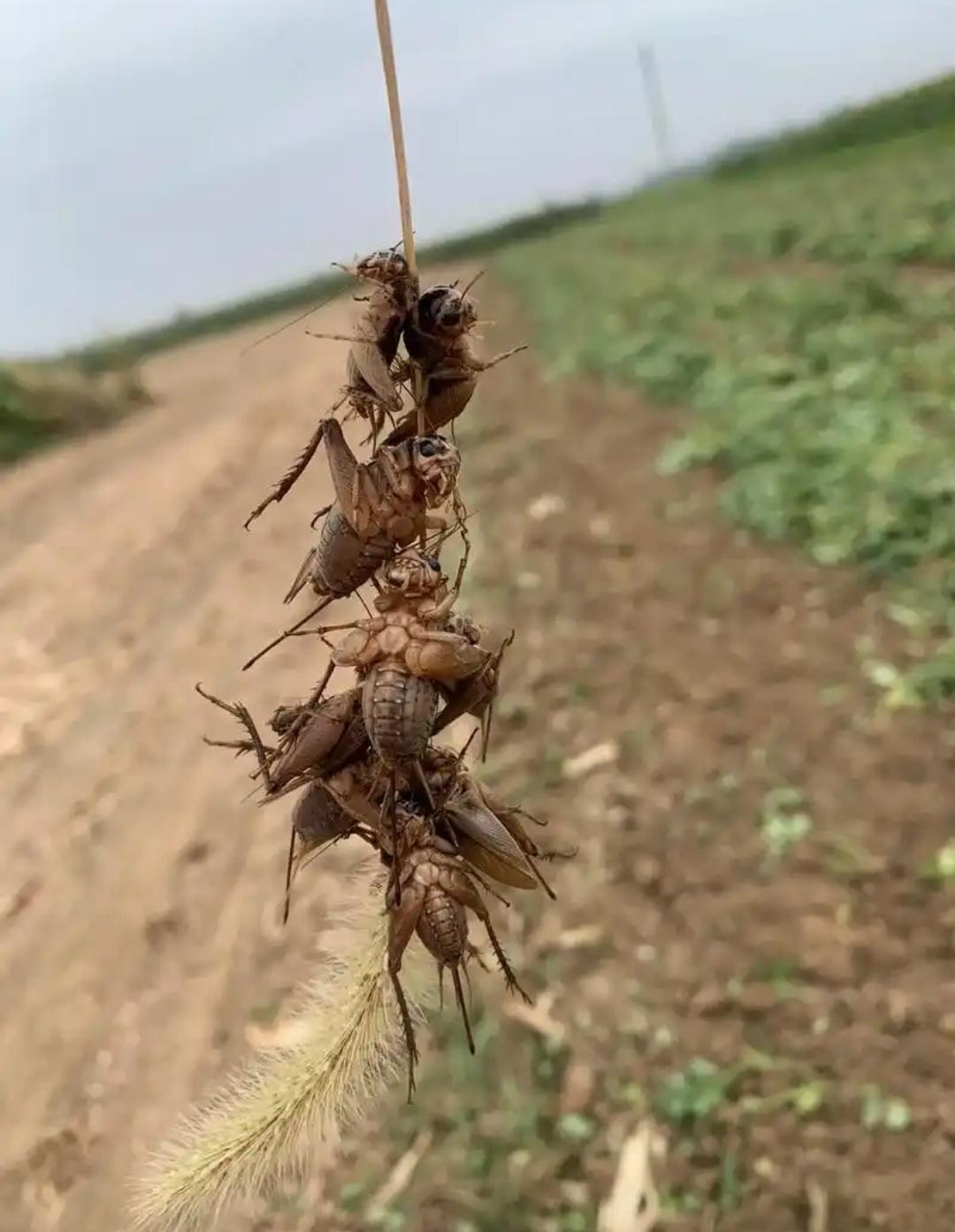 商人团队的新版《国家安全战略》，把历届前任推行的共同价值观扔到一边，展现明显的收