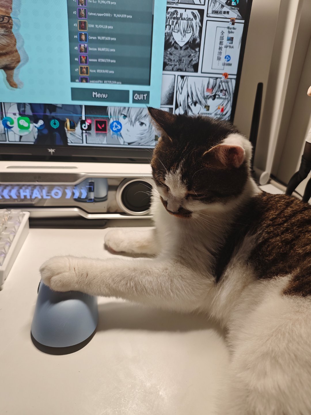 小猫玩电脑 