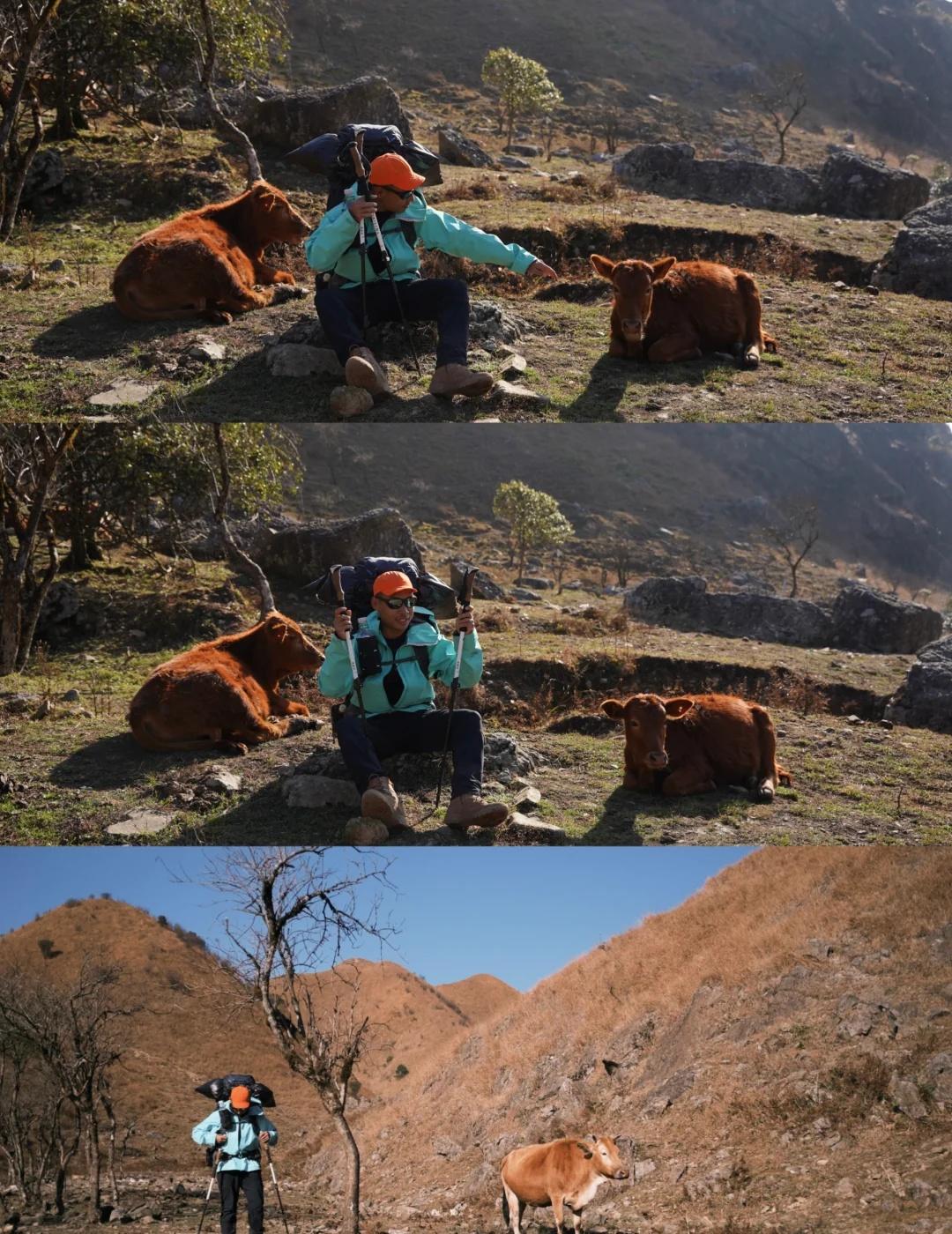 虐腿预警!!!狮子口云海暴击+徒步爽感拉满
先说重点，天鹅塘山顶营地的风是真的大