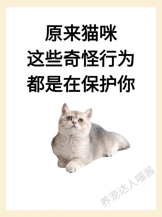原来猫咪这些奇怪行为是在保护你