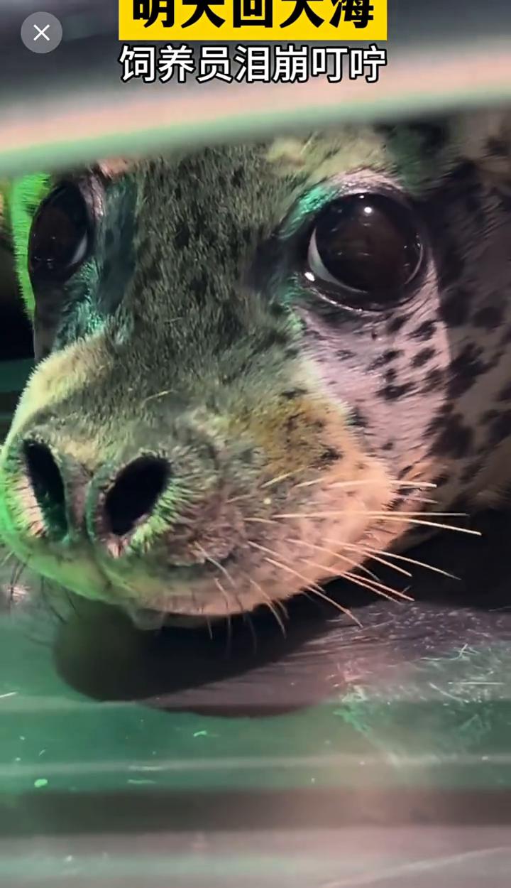 明天回大海，饲养员泪崩叮咛。
按上定位了，你俩要是游错地方了，姥爷去把你们接回家