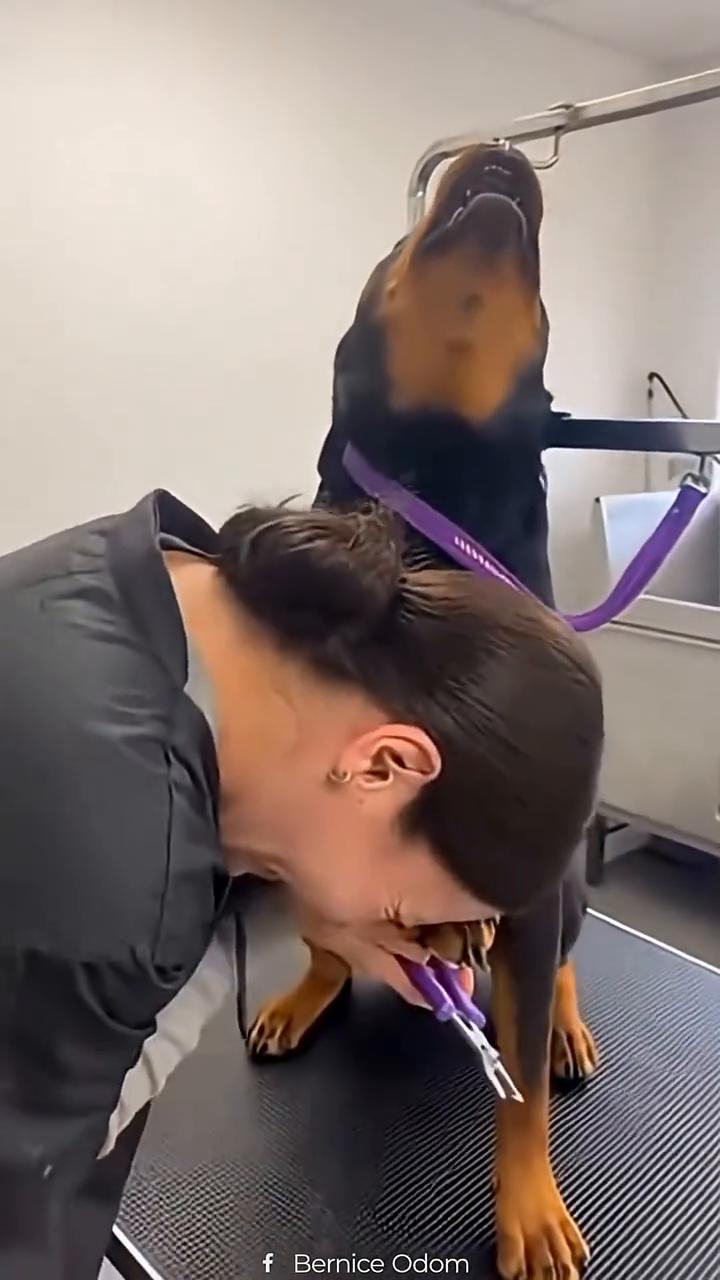 My Rottie is the most dramatic dog ever 