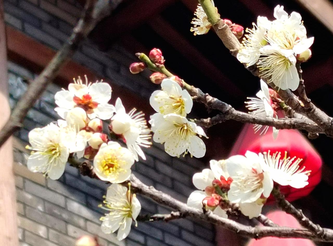 《卜算子·梅花》

寒夜绽琼花，雪影相依傍。玉骨冰肌韵自嘉，风抚幽香荡。

寂寞