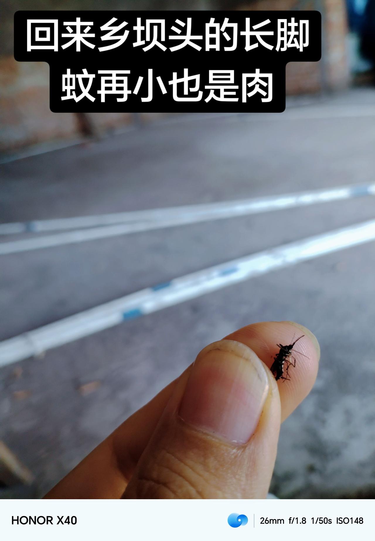 乡坝头的蚊子只见吸血不见痛