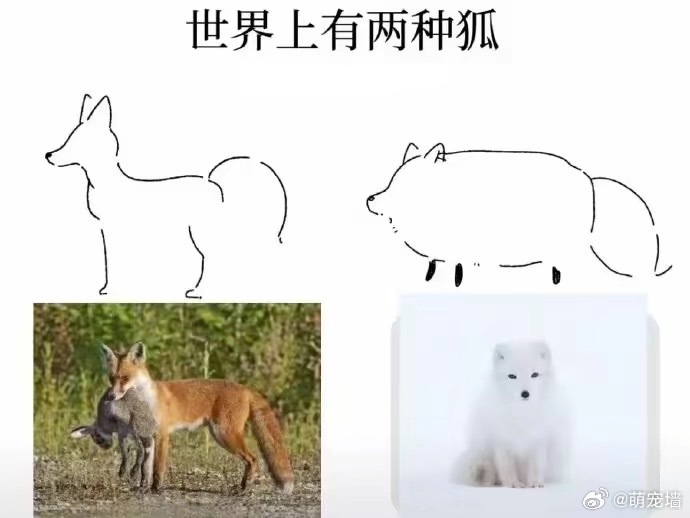 两种明珠 