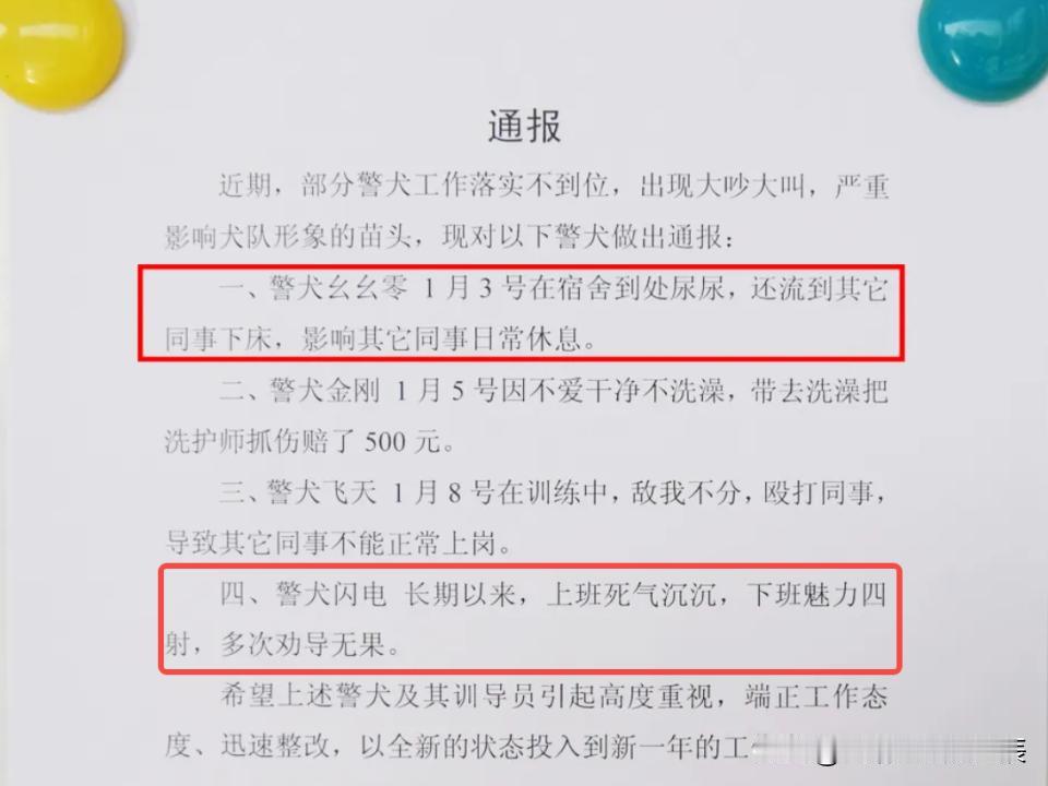 调皮警犬被通报批评，网友却一片点赞！最近云南楚雄警犬基地的通报火了，“上班死气沉