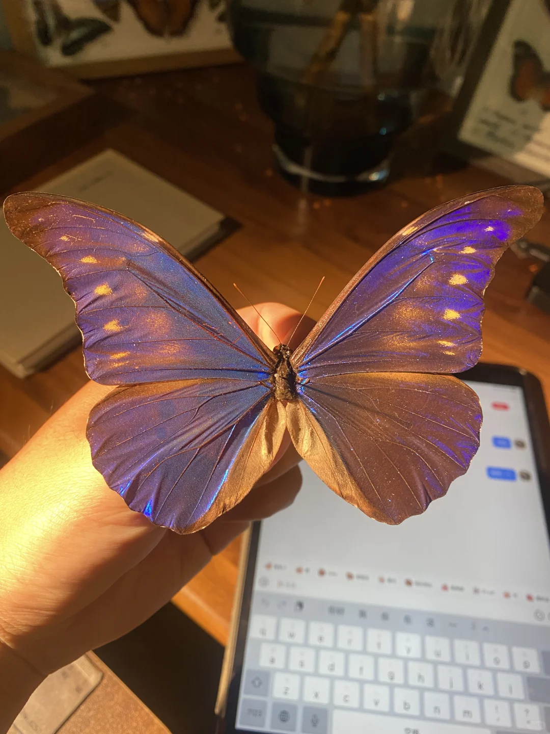 一只有白斑的卡西美闪蝶