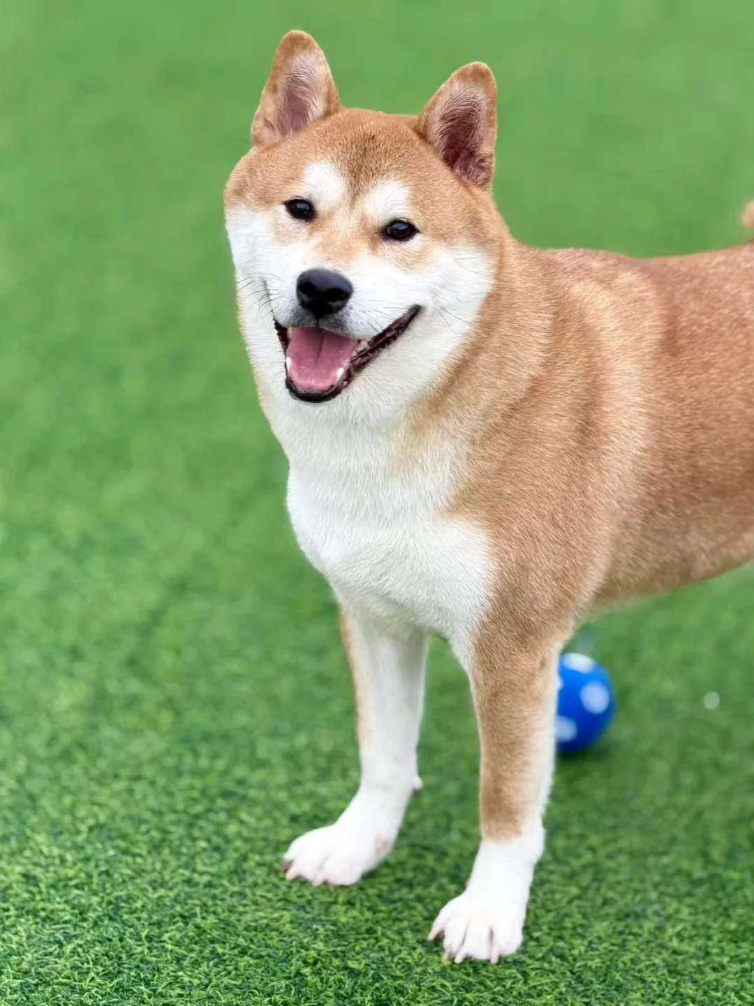 狗狗寄养