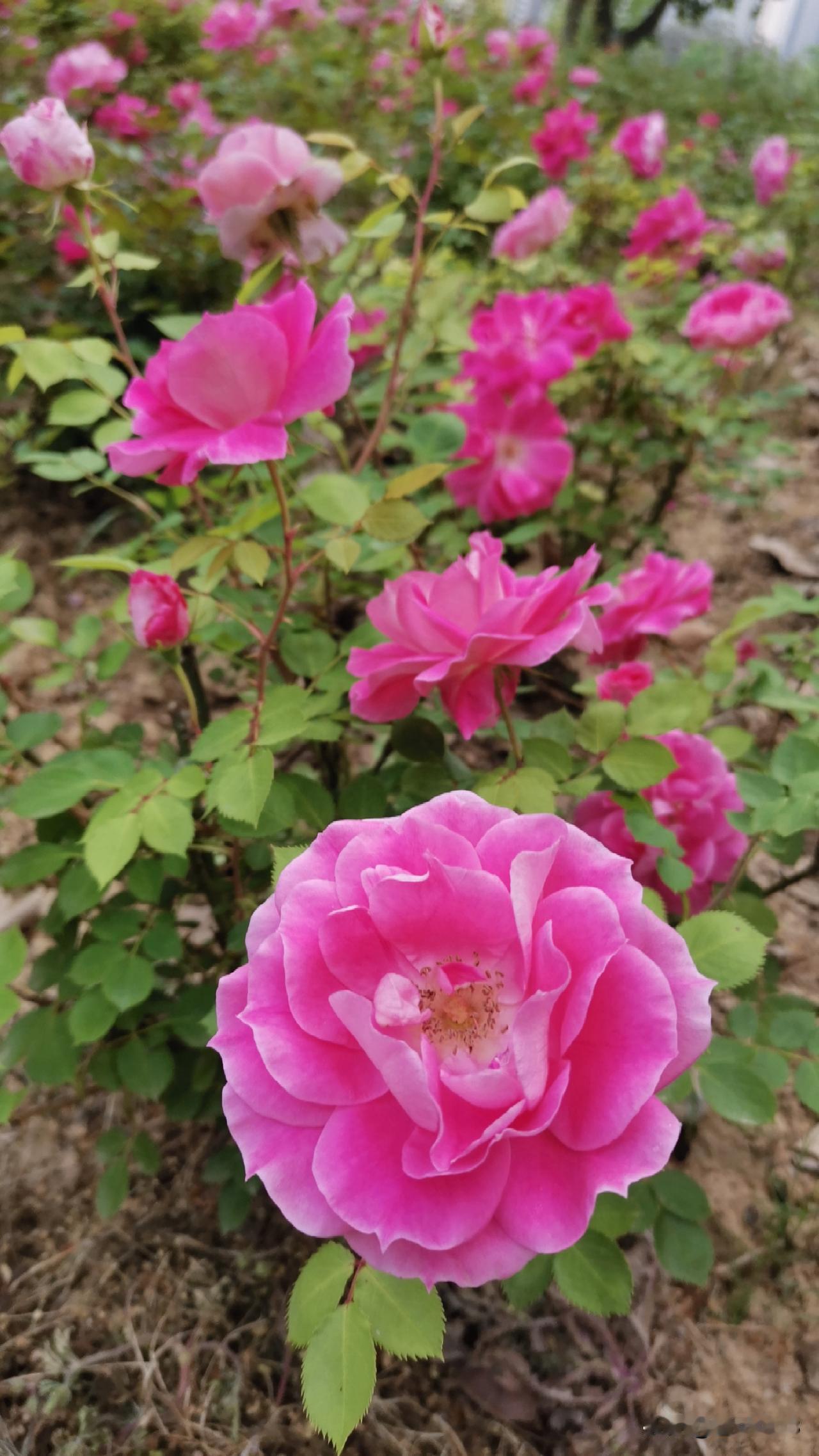 用一张照片看看你家的月季花去公园游玩，发现公园的月季品种真多。红，黄，粉，白各种