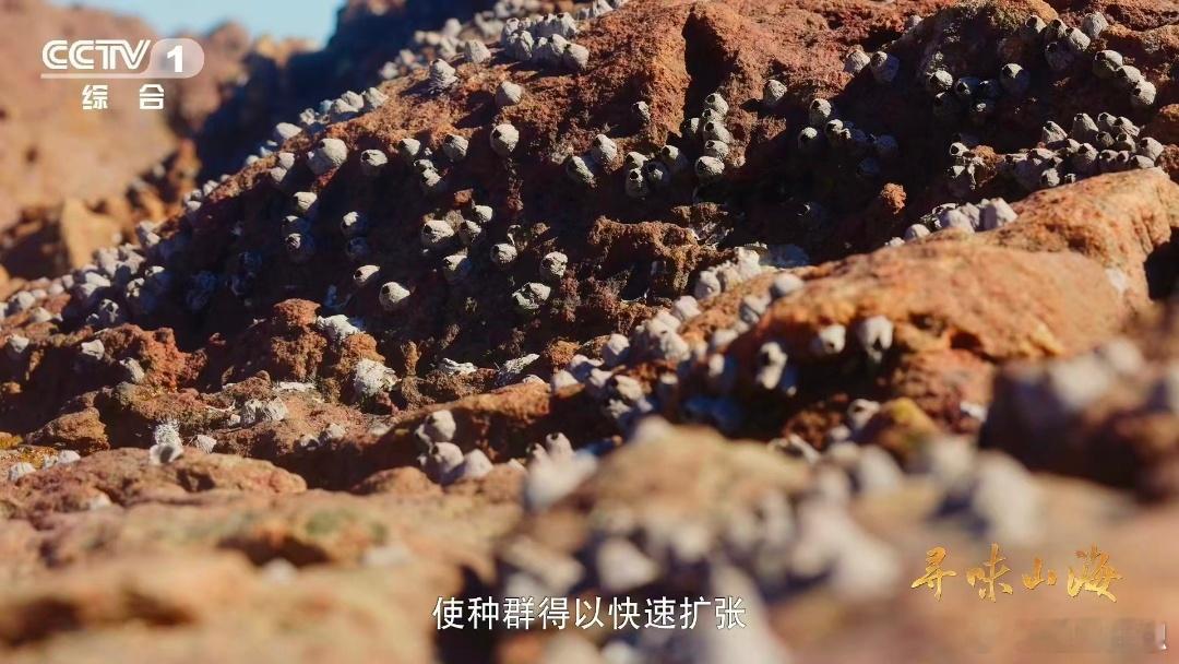 乍看像礁石，实则能吃。感觉吃起来会有大海独特的鲜，仿佛把大海的味道锁在口中，真馋