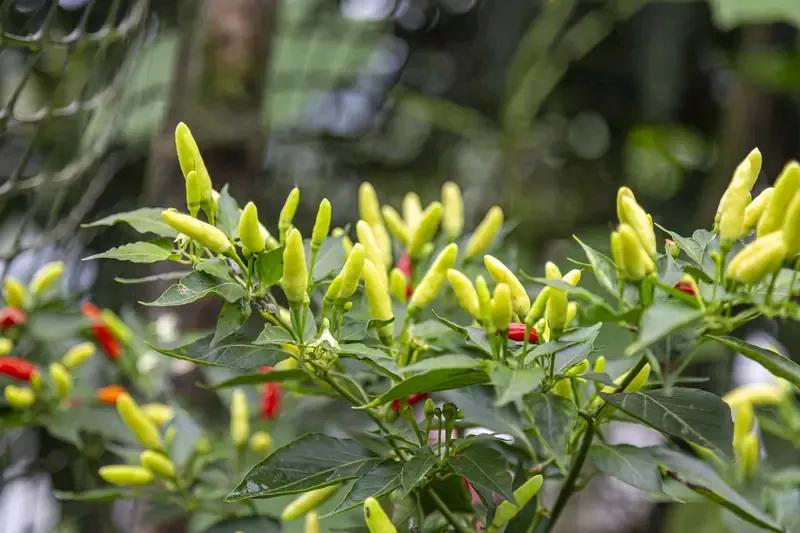 超强台风“桦加沙”要来了，广东部分商超被搬空，就剩下辣椒孤零零地待在那儿。这场景