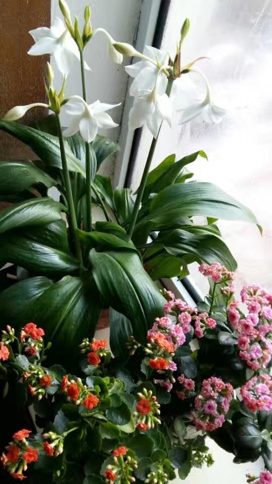 晒晒你随手一拍的花朵随手拍～