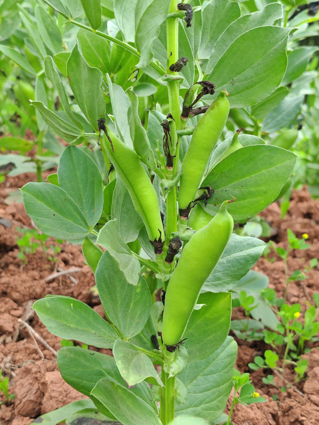 新农村建设，这里建起了新农房，所以房子周边的荒地也被耕种了起来，现在种了不少油菜