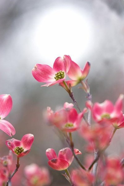 朝看花开满树红，暮看花落树还空；若将花比人间事，花与人间事一同。 ​​​