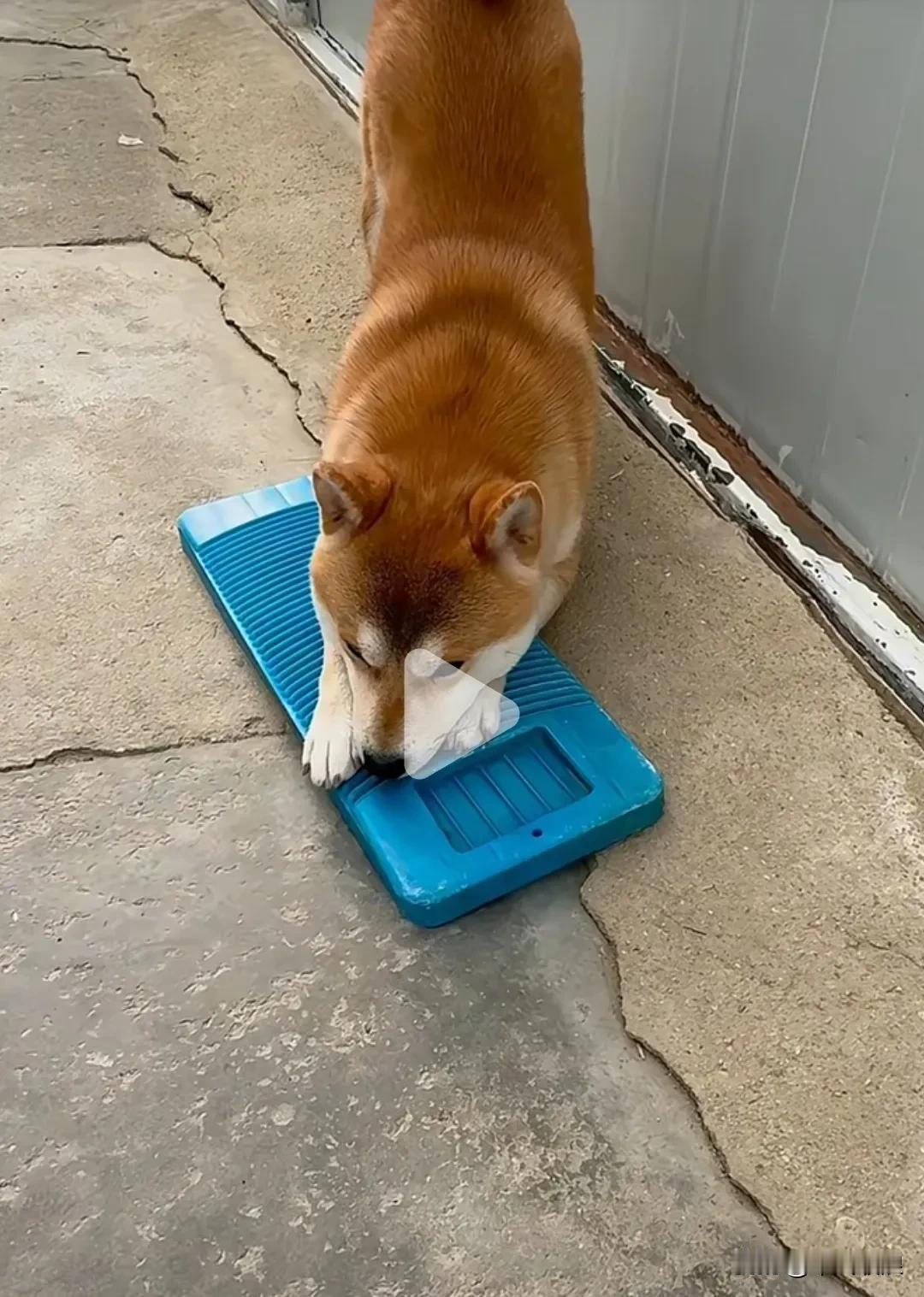 这只田园犬成精了，主人问它，你又到隔壁老王家玩了？它哼了一声，又问，老王在干什么