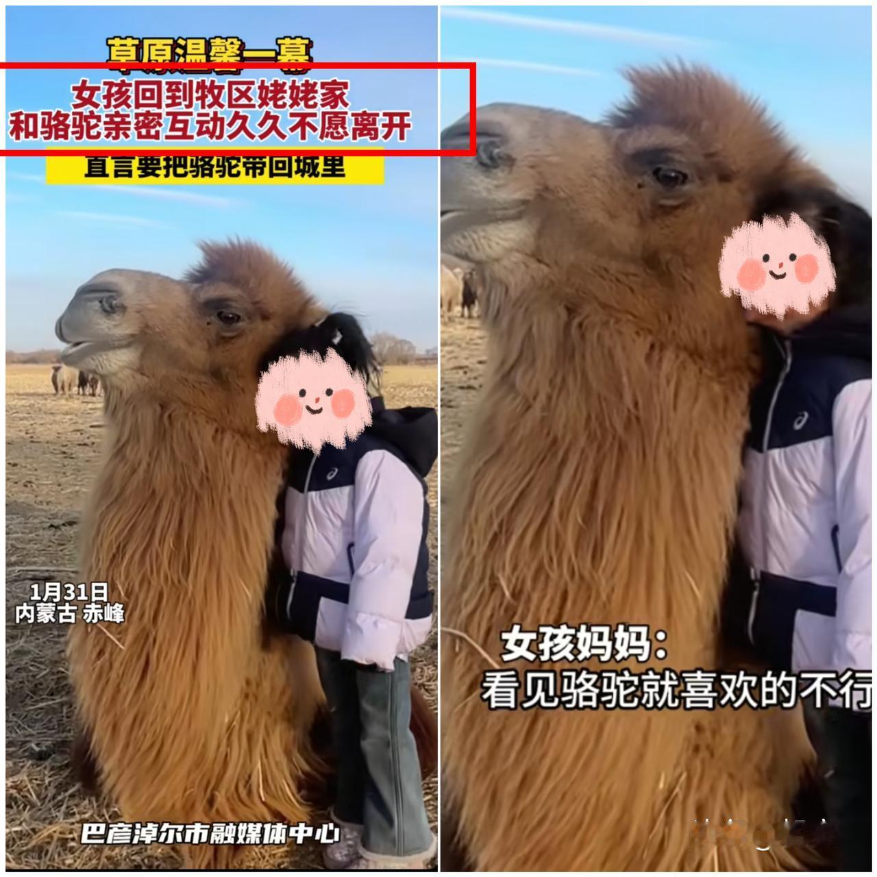 太治愈了！

赤峰小姑娘回姥姥家，直接和家里的大骆驼成了最好的伙伴，软萌的  孩