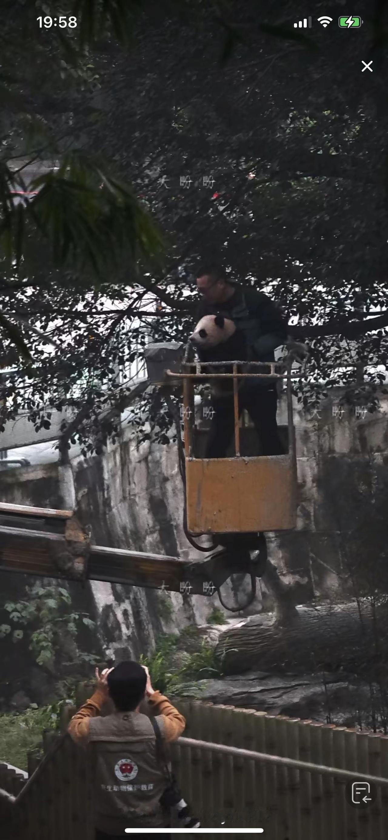 这是重庆最厉害的小女孩了吧？
才半岁的虫洞大熊猫小月亮，今天在外面展出的时候，爬