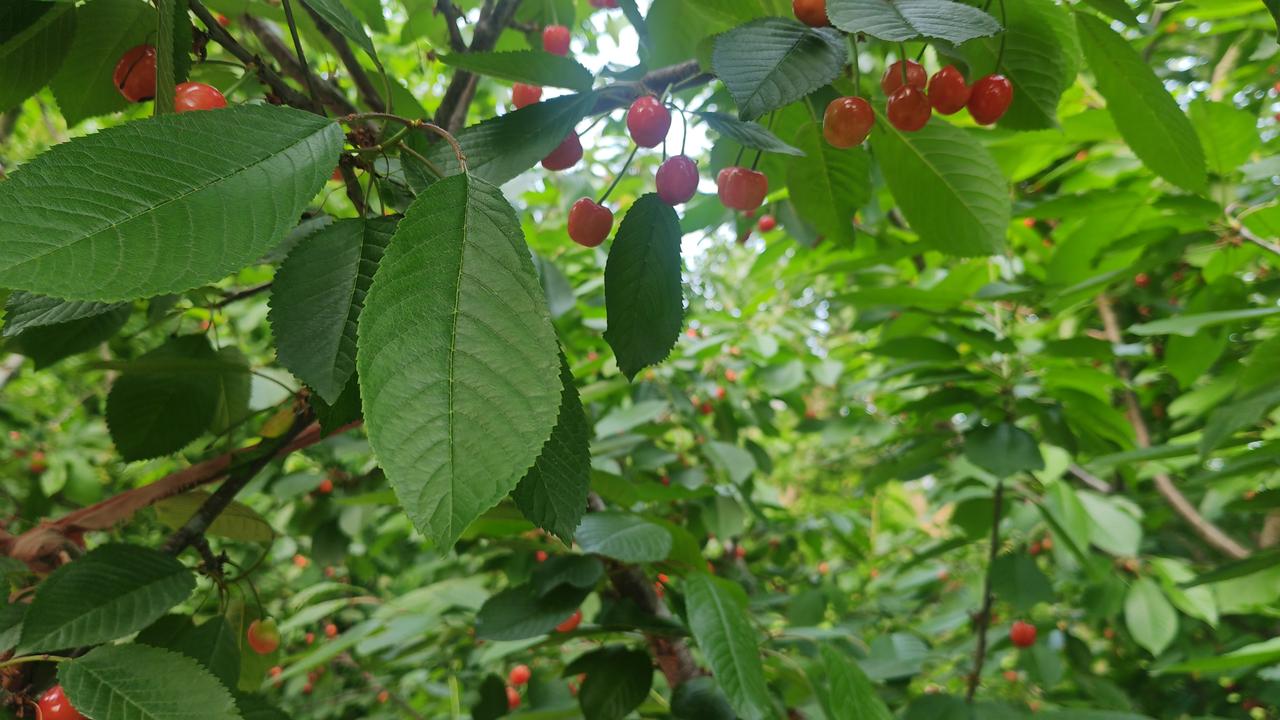 你那里有樱桃吗？枝头的樱桃已熟得透亮，成簇的红果在绿叶间显得格外鲜活。饱满的果实