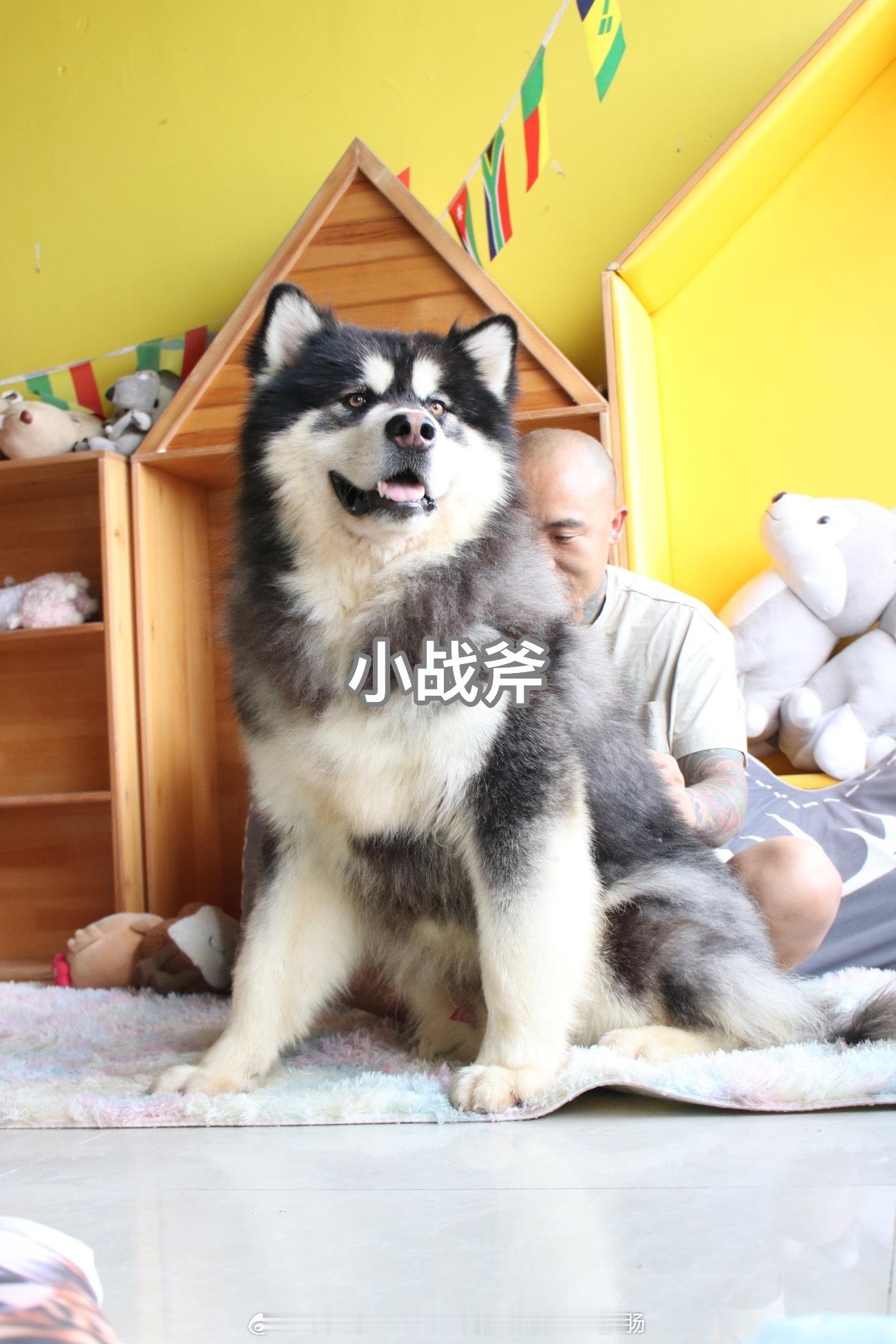 6月1日我们丫头家犬舍正式步入16年了[给力][给力][礼物][礼物]感恩回馈活