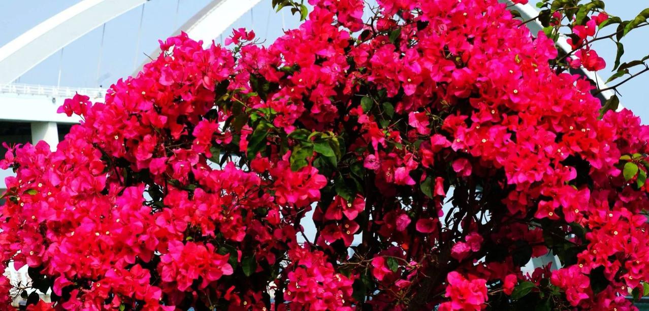 公司人事部同事邀请我参加年会节目，让我跳舞。我以要照顾家人、没有时间为由拒绝了。