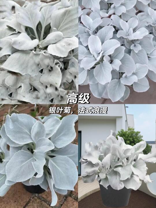 🌿银叶菊，法式高级感🌷