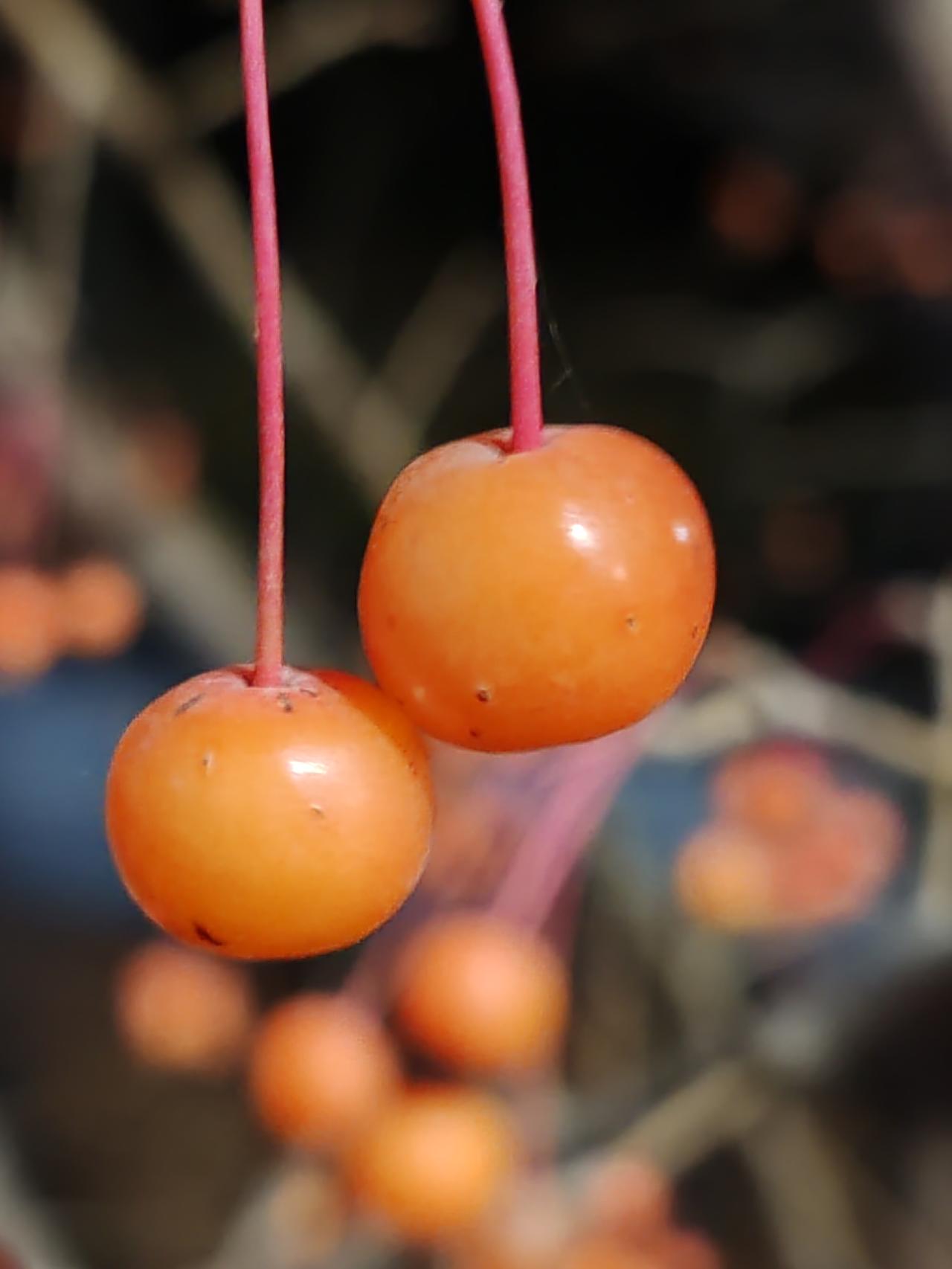 上门女婿的出现，主要源于女方家庭的需求，为的是延续香火、支撑门户。当然，男方也有